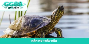 nằm mơ thấy rùa
